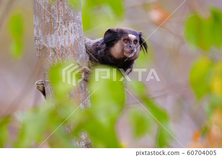 Black Tufted Marmoset Callithrix Penicillata Stock Photo 60704005 Pixta