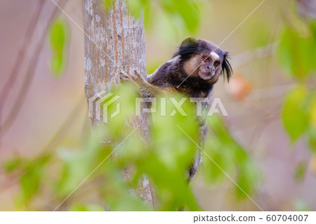 Black Tufted Marmoset, Callithrix Penicillata, sitting on a branch in the trees at Poco Encantado, Chapada Diamantina, Bahia, Brazil 60704007
