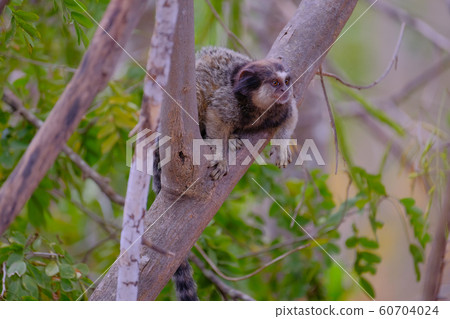 Black Tufted Marmoset, Callithrix Penicillata, sitting on a branch in the trees at Poco Encantado, Chapada Diamantina, Bahia, Brazil Black Tufted Marmoset, Callithrix Penicillata, sitting on a branch in the trees at Poco Encantado, Chapada Diamantina, Bahia, Brazil 60704024
