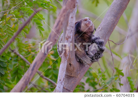 Black Tufted Marmoset, Callithrix Penicillata, sitting on a branch in the trees at Poco Encantado, Chapada Diamantina, Bahia, Brazil 60704035