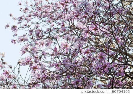 Kobushi，Benikobushi，Himeshi Dekobushi 60704105