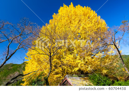 田邊市中金寺町 60704438