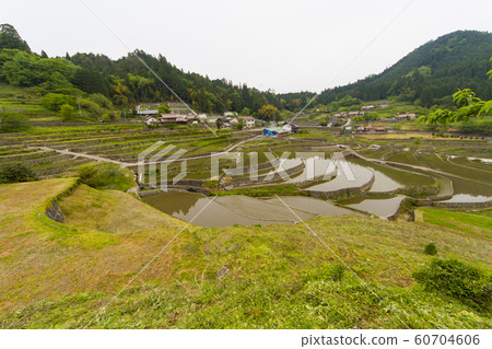 水稻梯田 水稻梯田 60704606