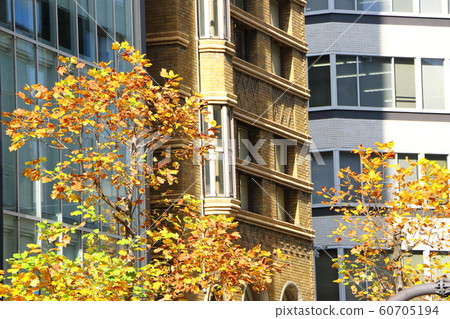 Autumn street trees in Osaka Autumn street trees in Osaka 60705194