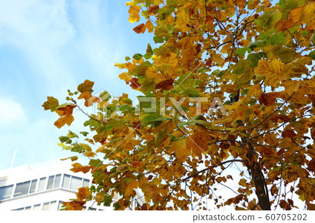 Autumn street trees in Osaka Autumn street trees in Osaka 60705202