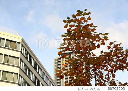 Autumn street trees in Osaka 60705203