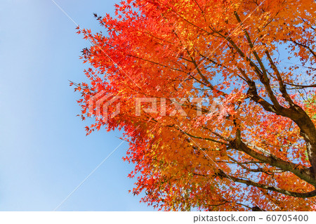 Maple leaves with brightly colored leaves Maple leaves with brightly colored leaves 60705400