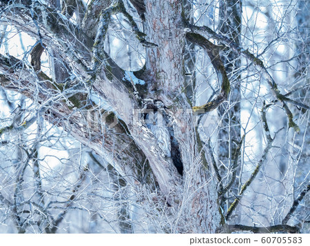 Ezo owl that can withstand winter Ezo owl that can withstand winter 60705583