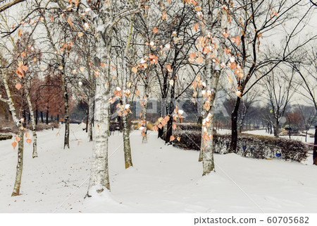Snowy night in the park Snowy night in the park 60705682