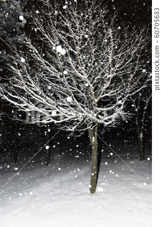 Snowy night in the park Snowy night in the park 60705683