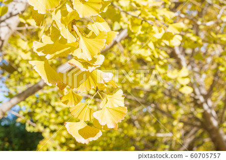 一排金黃的太原銀杏樹和藍天[福岡縣] 60705757