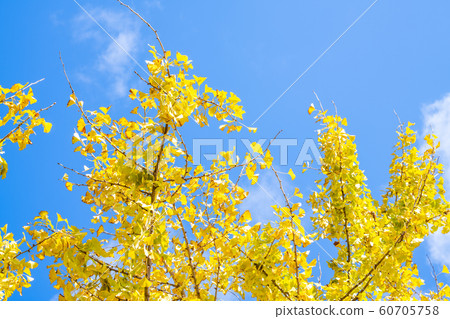 一排金黃的太原銀杏樹和藍天[福岡縣] 60705758