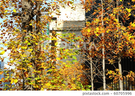 秋天街道樹在大阪 秋天街道樹在大阪 60705996