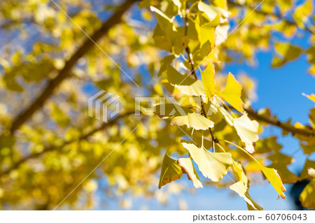Golden-colored Taiyuan ginkgo row of trees and blue sky [Fukuoka Prefecture] 60706043