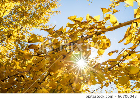 一排金黃的太原銀杏樹和藍天[福岡縣] 60706048