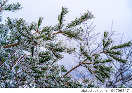 Hoarfrost << winter material >> [Nagano Prefecture] 60706247