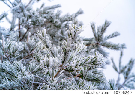 Hoarfrost << winter material >> [Nagano Prefecture] 60706249
