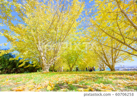 Golden-colored Taiyuan ginkgo row of trees and blue sky [Fukuoka Prefecture] 60706258