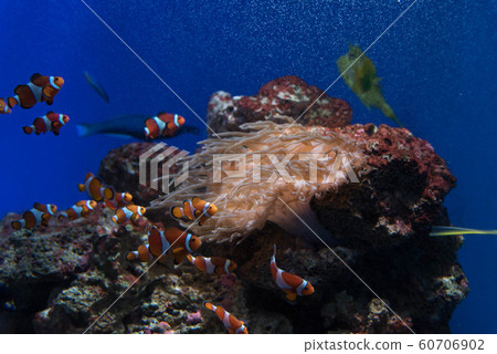 Clownfish水族館水族館水族館 Clownfish水族館水族館水族館 60706902