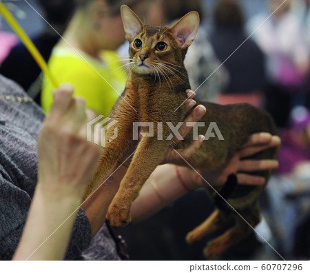 Cute cat on display Cute cat on display 60707296