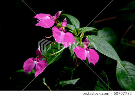 酒店帕蒂·恩斯 60707783