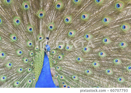 Peacock indian peacock courtship 60707793