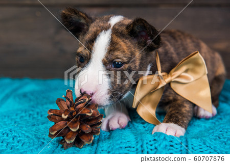 Basenji puppy dog with big golden bow and fir cone Basenji puppy dog with big golden bow and fir cone 60707876
