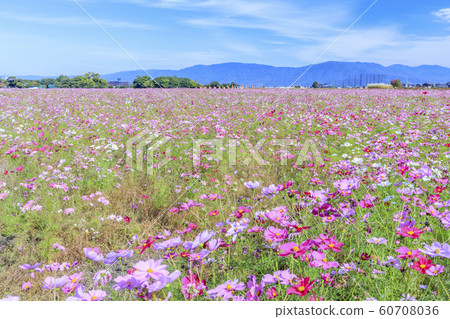 Fujiwaramiya ruins in full bloom Fujiwaramiya ruins in full bloom 60708036