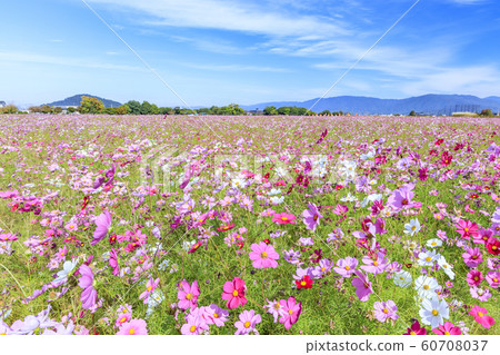 Fujiwaramiya ruins in full bloom 60708037