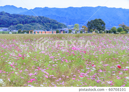 Fujiwaramiya ruins in full bloom Fujiwaramiya ruins in full bloom 60708101