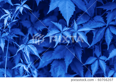 Fence of parthenocissus henryana monochrome toned. Color of the year. Beautiful blue background for design. Blue Floral texture Fence of parthenocissus henryana monochrome toned. Color of the year. Beautiful blue background for design. Blue Floral texture 60708207