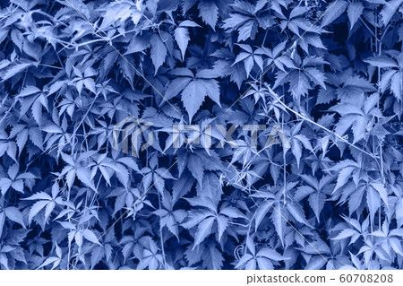 Fence of parthenocissus henryana monochrome toned. Color of the year. Beautiful blue background for design. Blue Floral texture Fence of parthenocissus henryana monochrome toned. Color of the year. Beautiful blue background for design. Blue Floral texture 60708208