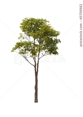 A big tree isolated on white background 60708982