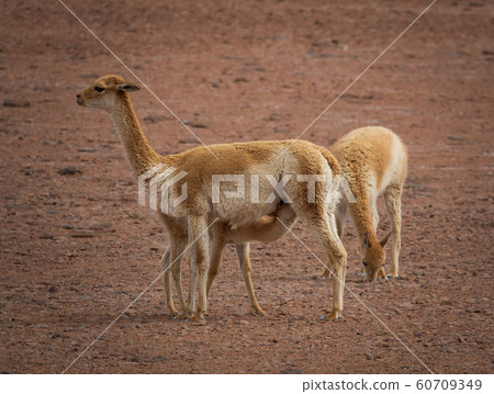 Three Vicugna vicugnas in Atacama high plateau with calf feeding Three Vicugna vicugnas in Atacama high plateau with calf feeding 60709349