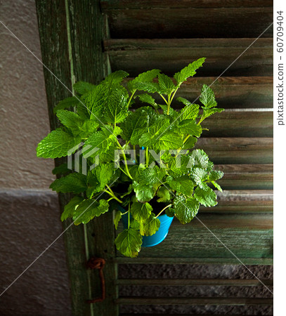 Melissa officinalis plant in a blue pot 60709404