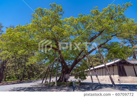 Kyoto Gyoen Kiyomizudani clan 60709772