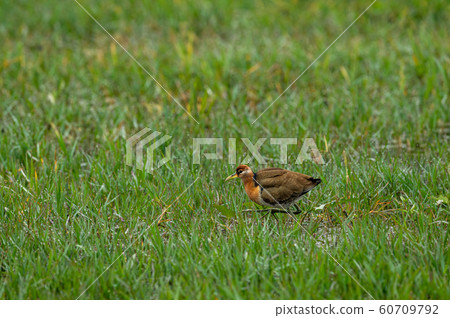 Pheasant tailed Jacana or Hydrophasianus chirurgus in a green grass wetland of keoladeo national park, bharatpur, rajasthan, india Pheasant tailed Jacana or Hydrophasianus chirurgus in a green grass wetland of keoladeo national park, bharatpur, rajasthan, india 60709792