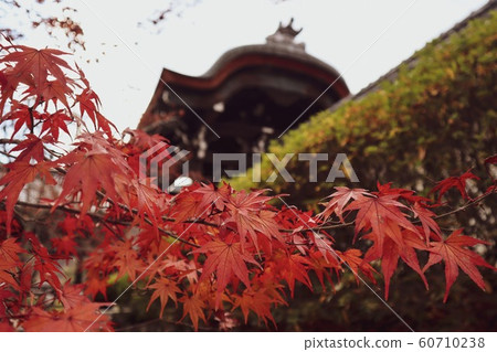 楓樹和寺廟 楓樹和寺廟 60710238