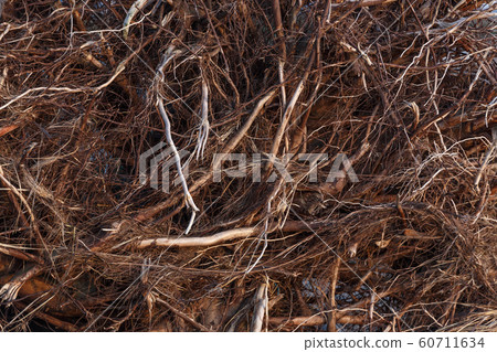 tree roots background 60711634