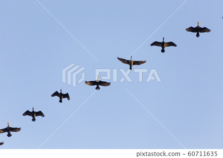 double crested cormorant 60711635