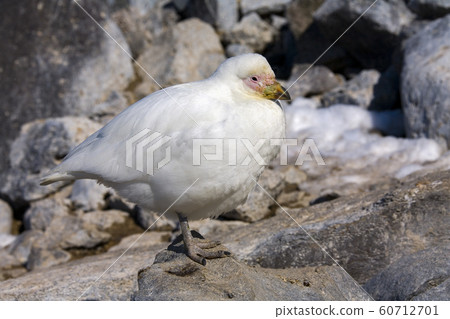 Snowy Sheathbill - Antarctica 60712701