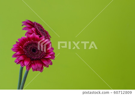 雛菊 雛菊 60712809
