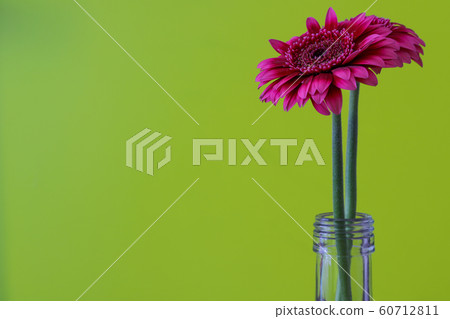 Gerbera Gerbera 60712811
