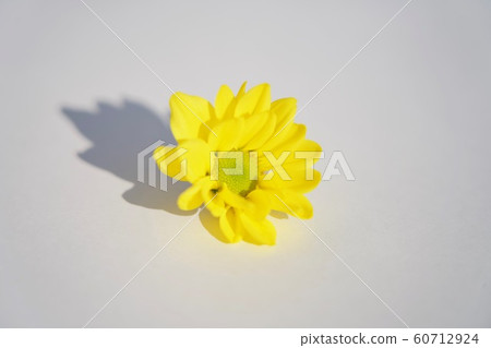 黃菊花白色背景副本空間 60712924