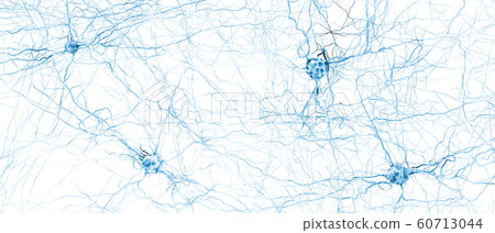 Signal transmitting neurons or nerve cells 60713044