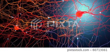 Signal transmitting neurons or nerve cells 60713081