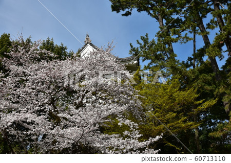 櫻花和小田原城堡 60713110