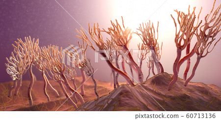 Microscopic view on growing molds or mold fungus Microscopic view on growing molds or mold fungus 60713136