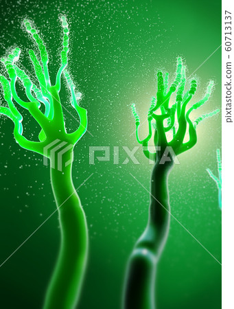 Microscopic view on growing molds or mold fungus Microscopic view on growing molds or mold fungus 60713137
