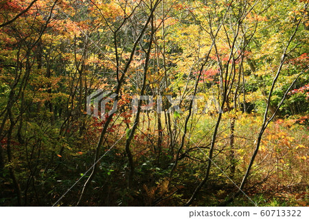 Autumn of Hakkoda Autumn of Hakkoda 60713322